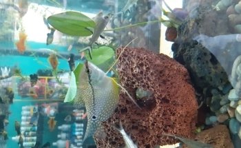 Acuario alquimista
