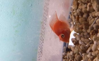 Acuario alquimista