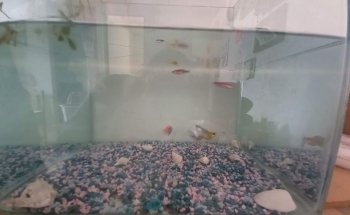 Acuario alquimista