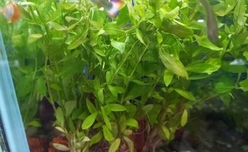 Alchemist Aquarium