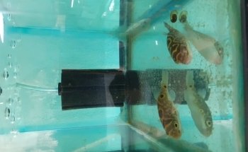Acuario alquimista