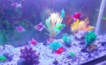 Acuario alquimista