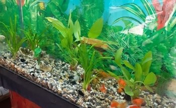 Acuario alquimista