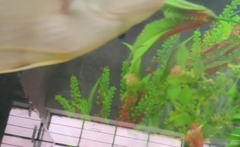 Acuario NORED