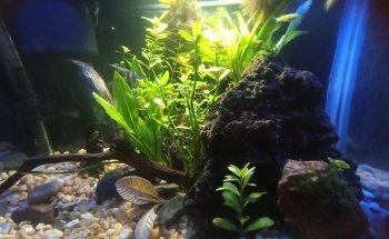 Acuario NORED