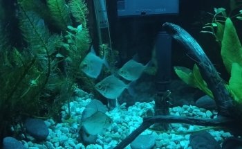 Acuario NORED