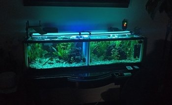 Acuario NORED
