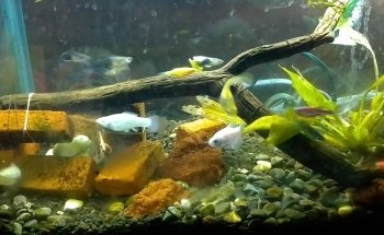 Acuario NORED