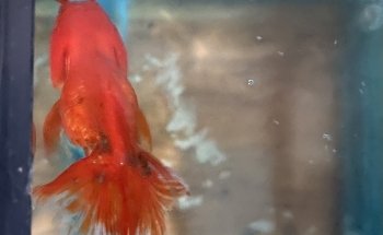 Acuario NORED