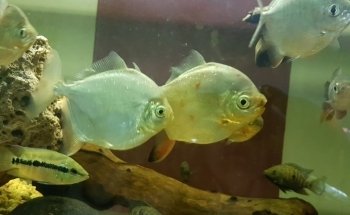 Acuario NORED