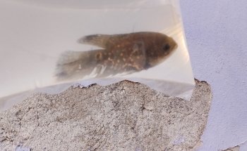 Acuario NORED