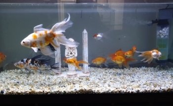 Acuario NORED