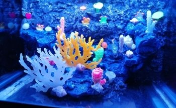 Acuario Jellyfish