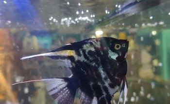 ACUARIO KEIKO