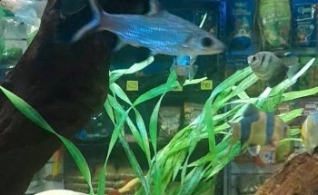 ACUARIO KEIKO