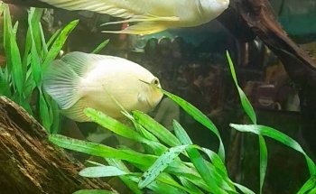 ACUARIO KEIKO