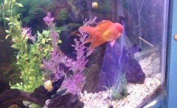 ACUARIO KEIKO