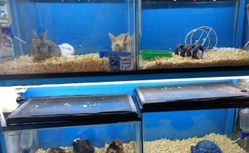 ACUARIO KEIKO