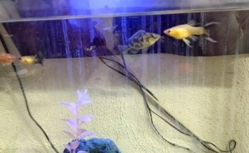 Acuario las Torres