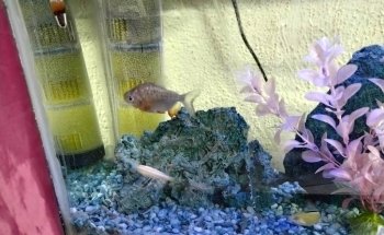 Acuario las Torres