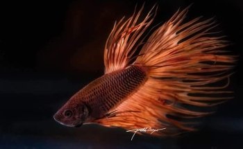 Acuario las Torres