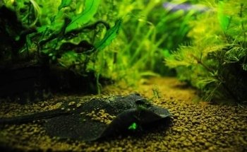 Acuario las Torres