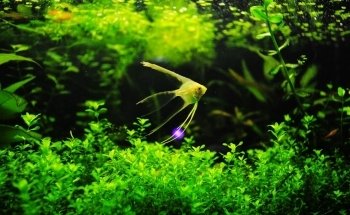 Acuario las Torres