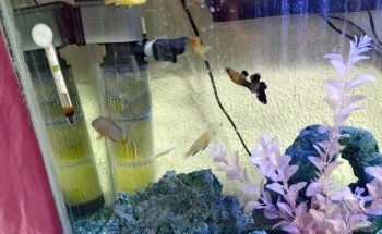 Acuario las Torres