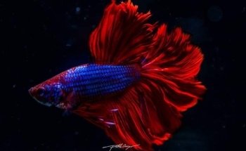 Acuario las Torres