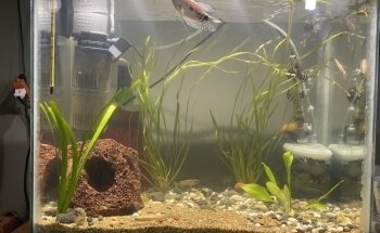 Acuario las Torres