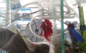 Aquario