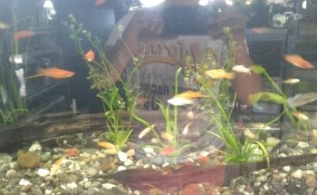 Aquario