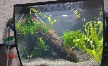Acuario