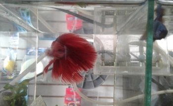 Aquario
