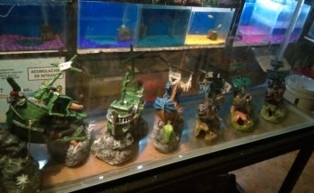 Acuario El Perla Negra