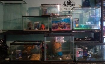Acuario El Perla Negra