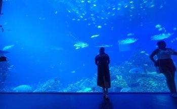 Acuario El Último Arrecife