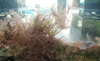 Acuario El Último Arrecife