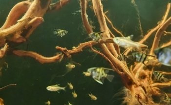 Acuario El Último Arrecife