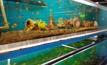 Acuario El Último Arrecife