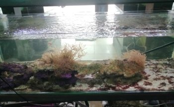 Acuario El Último Arrecife
