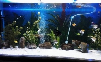 Acuario El Último Arrecife