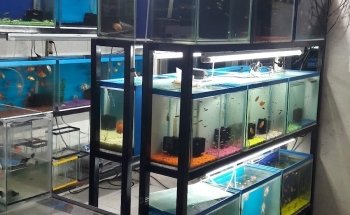 Aquarium Angel