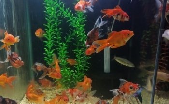 Aquarium Angel