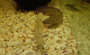 Aquarium Angel