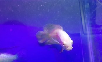 Aquarium Angel