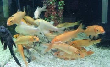Aquarium Angel