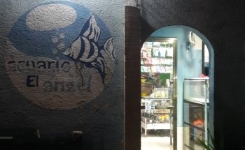 Aquarium Angel