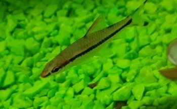 Angel Aquarium