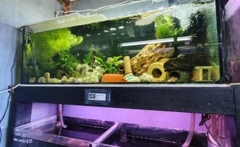 Wat The Fish (WTFish)